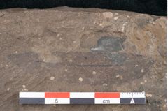 Foto (Detailansicht) von Sapindus cassioides Ettingshausen (NHMW-GEO-2024-0188-8025)